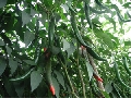 Mô hình kỹ thuật sản xuất cây ớt (Dự án phát triển nông thôn mới tại huyện Củ Chi theo thỏa thuận hợp tác giữa Bộ Nông nghiệp và PTNT và Tập đoàn Chinfon)